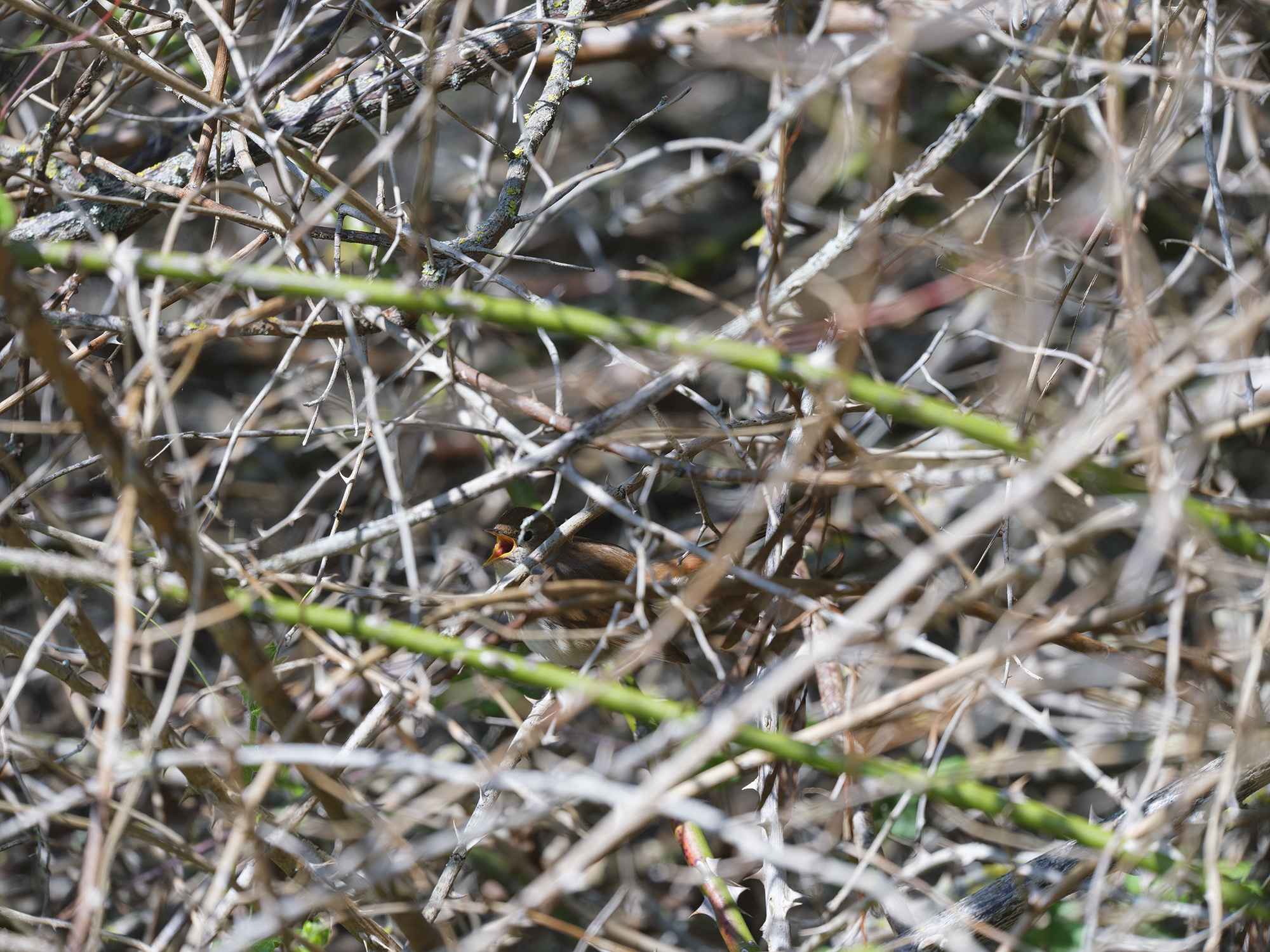 Im Schutze der ...